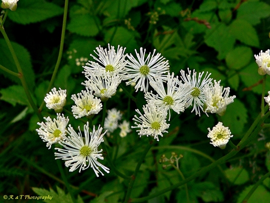 {Trautvetteria caroliniensis}